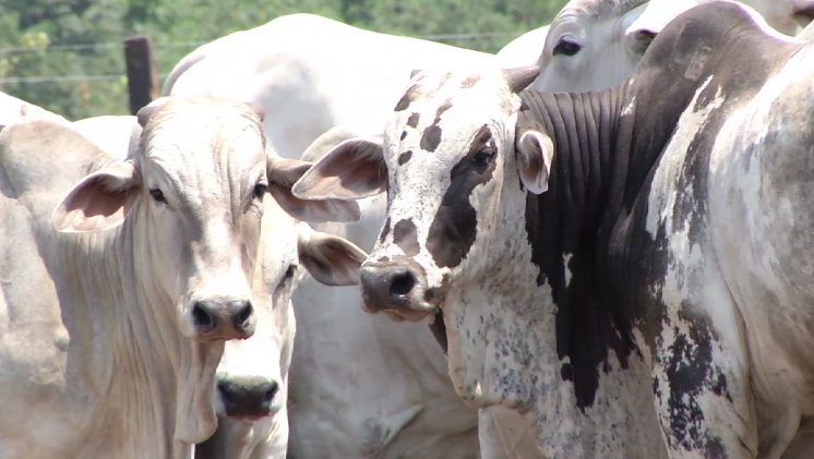 A importância de realizar o exame andrólogico periodicamente