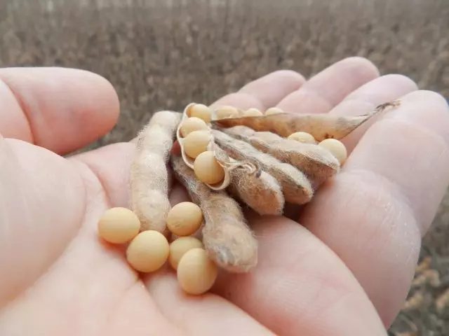 Casca de soja: uma solução viável para substituir o milho na ração