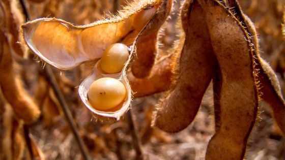 Casca de soja: uma solução viável para substituir o milho na ração
