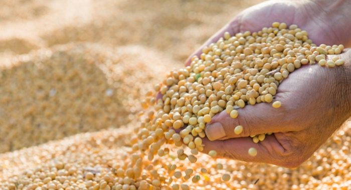 Casca de soja: uma solução viável para substituir o milho na ração