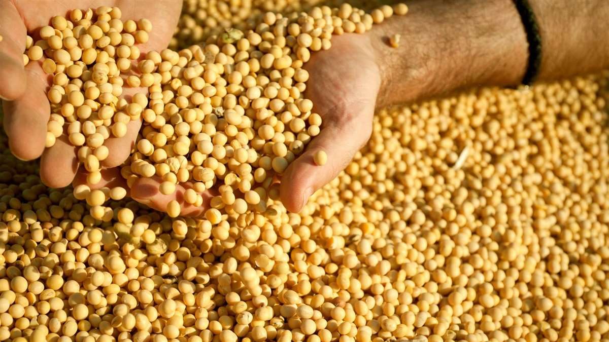PExpedição soja Brasil no Tocantins: Como está o avanço do plantio?