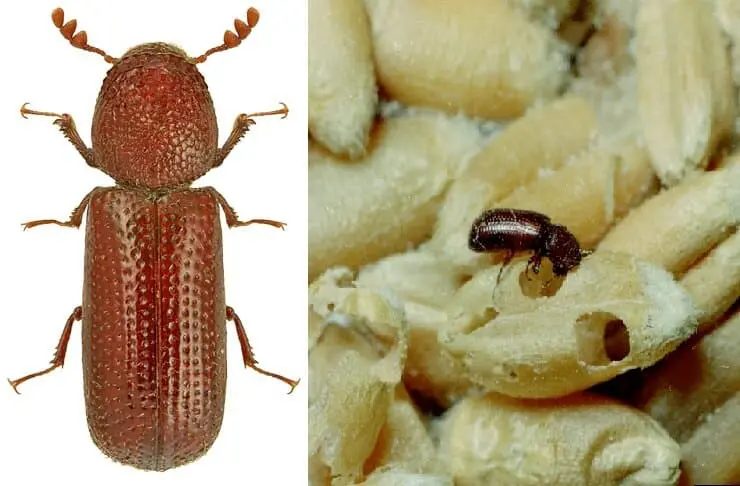 Pragas no armazenamento de grãos: Identifique as principais e aprenda a combatê-las