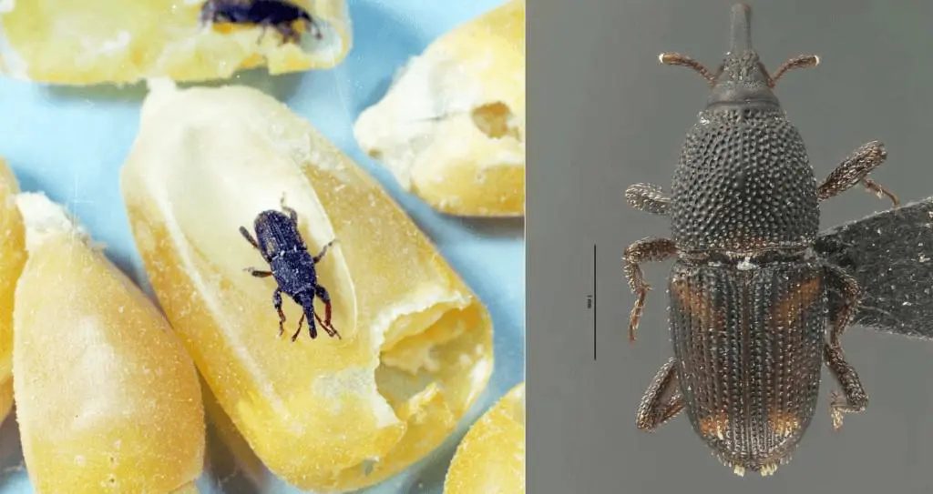 Pragas no armazenamento de grãos: Identifique as principais e aprenda a combatê-las