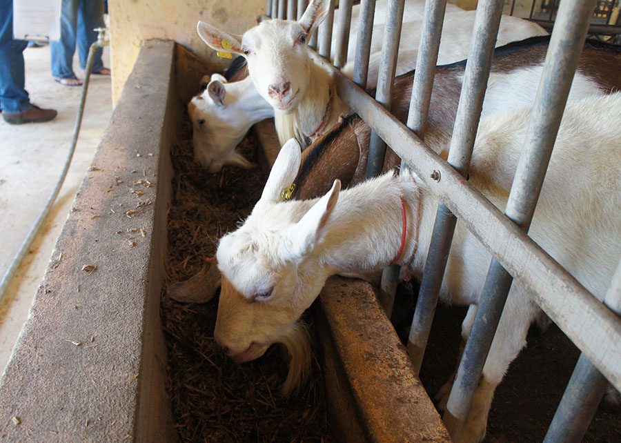 produção de forragem