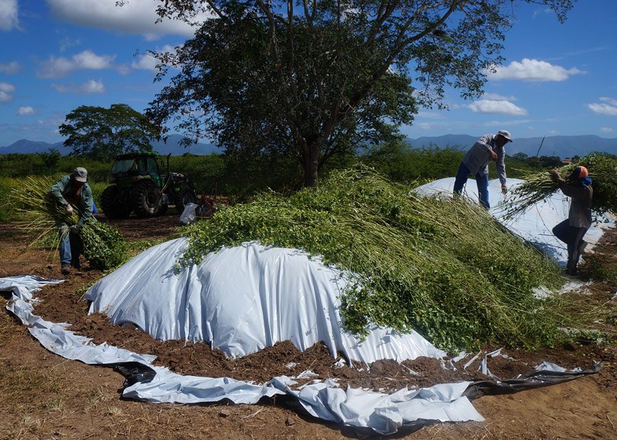 produção de forragem