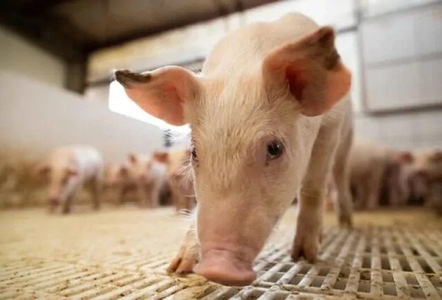 Peste Suína: Entenda a doença e seus efeitos na economia