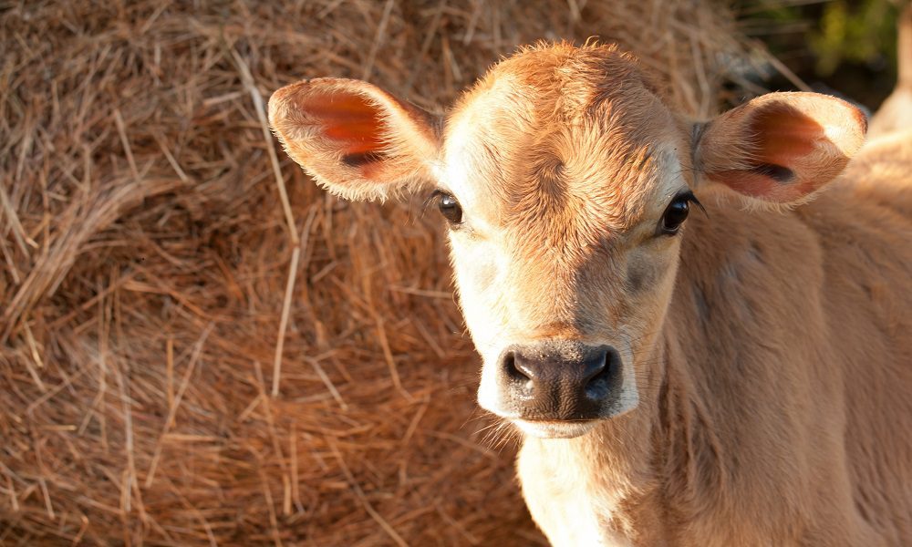 Cuidados essenciais no nascimento de bezerros garantem produtividade e bem-estar dos animais