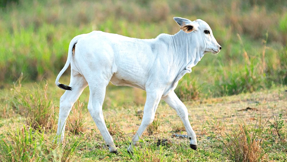 Bezerro com 'mal do caruara': Veja o que é e como tratar