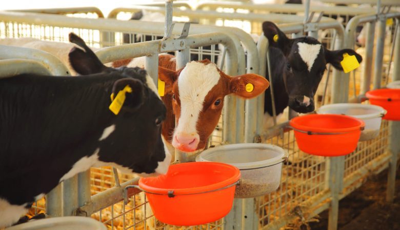 Conheça as vantagens de oferecer brinquedos para bezerros leiteiros na fazenda