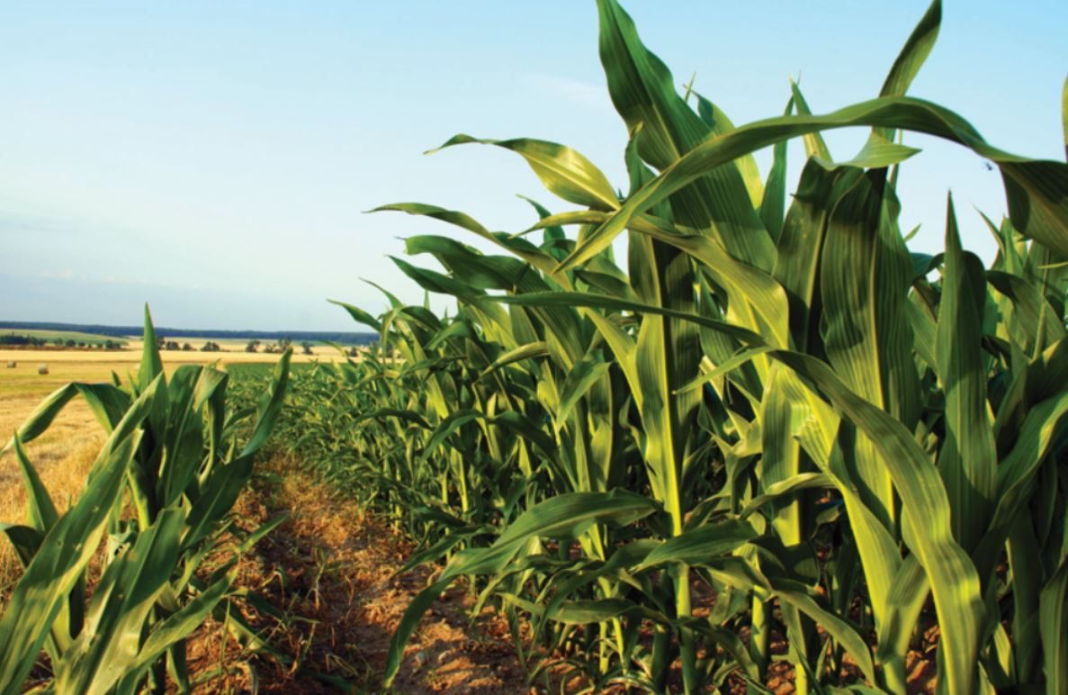 Controle de plantas invasoras do milho safrinha