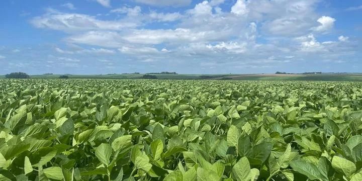 Plantar soja na safra 2024/2025: Vale a pena?