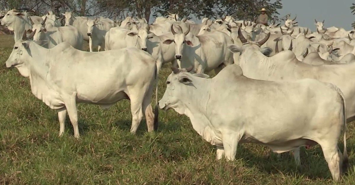 Como alcançar 65% de prenhez no primeiro mês e adicionar 50 kg à desmama