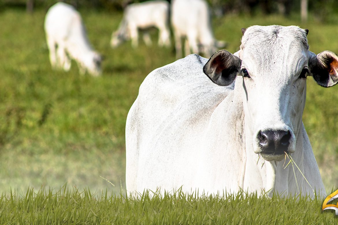 Eficiência na Cria: Por que a prenhez no sobreano é o segredo para quem quer lucrar mais rápido?