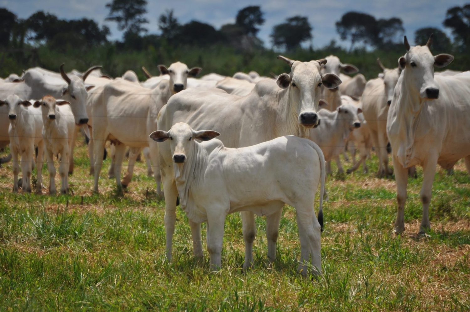 Como alcançar 65% de prenhez no primeiro mês e adicionar 50 kg à desmama