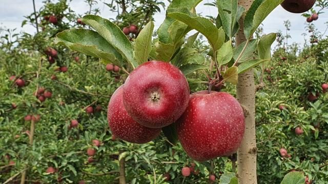Purple Gala: Conheça a maçã com a casca 100% vermelha