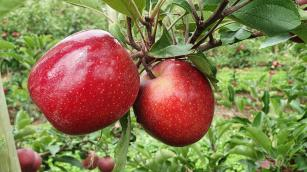 Purple Gala: Conheça a maçã com a casca 100% vermelha