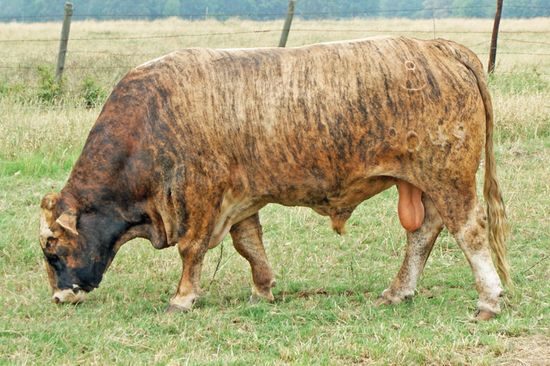 Pelagem Brindle ou 'Tigrada' em bovinos, características e implicações genéticas