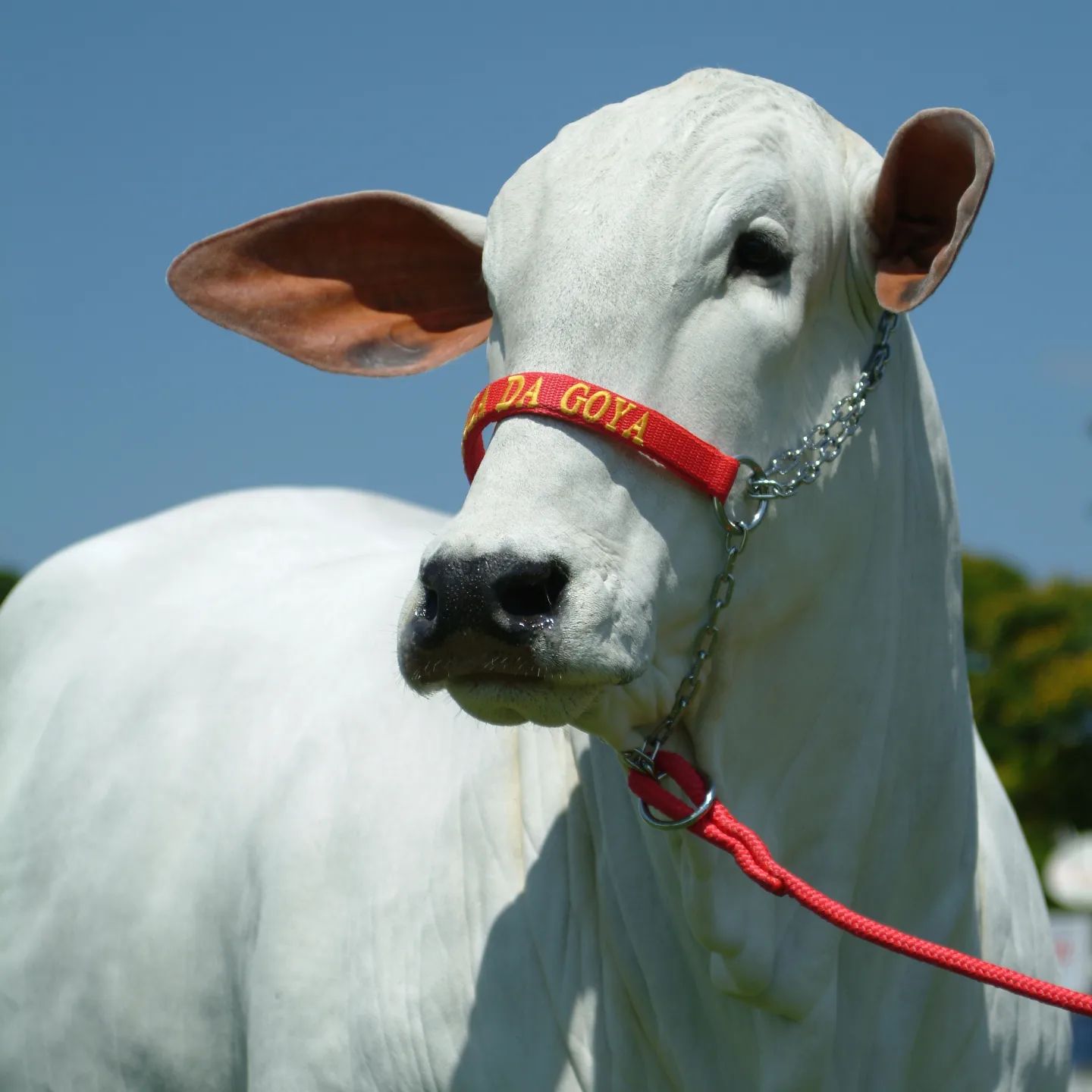 matriz-nelore-mocho-fabula-da-goya