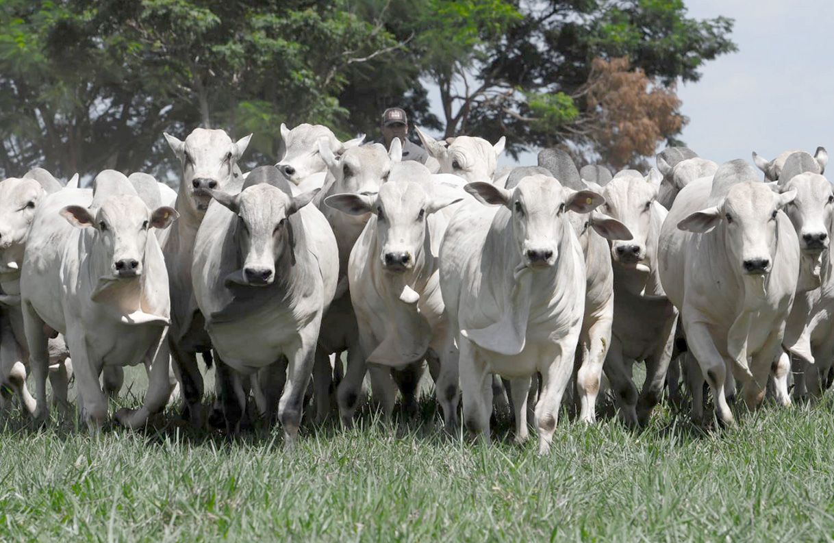 nelore mocho da goya paraguai