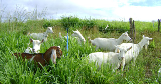 produção de forragem