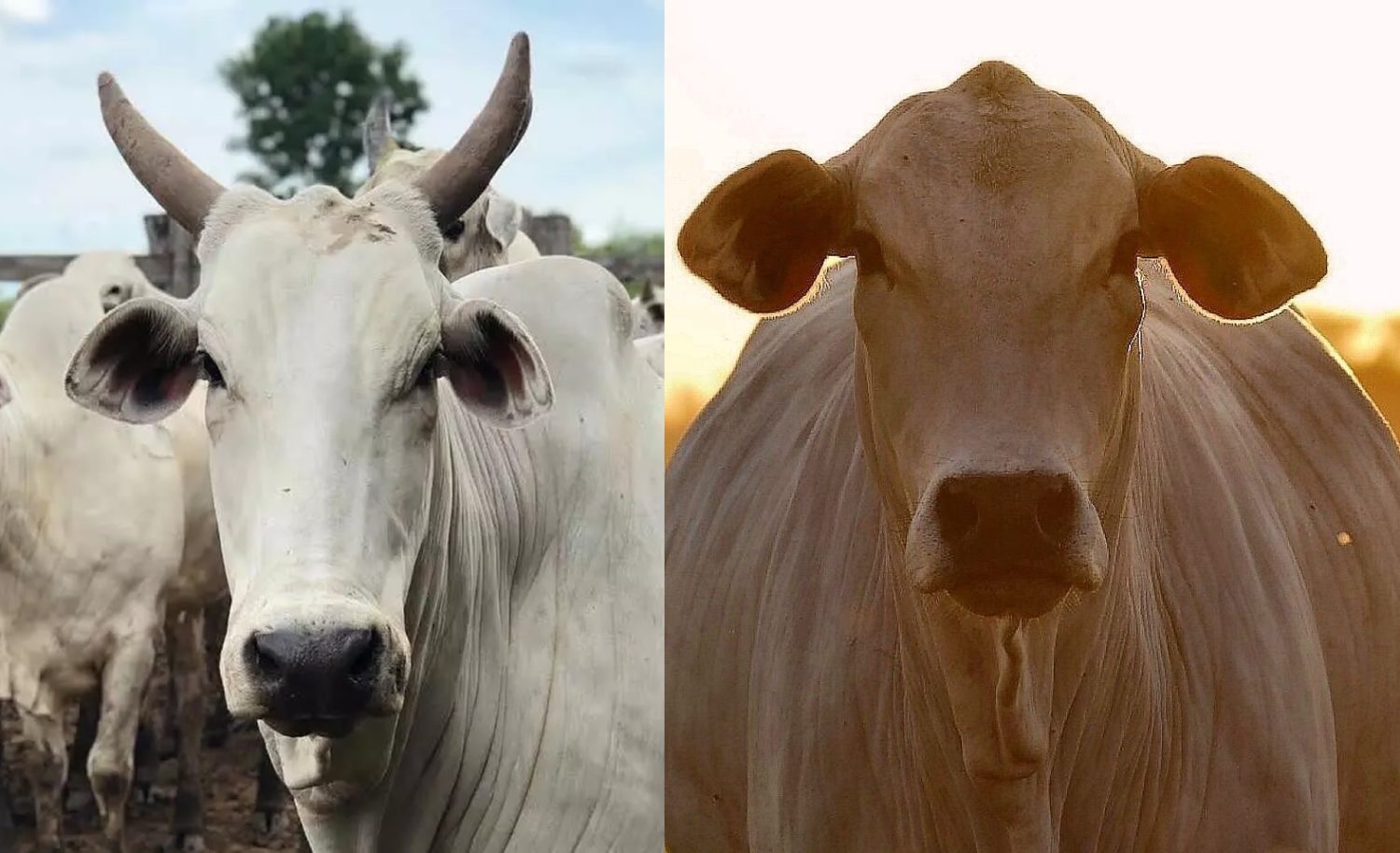 qual a diferenca nelore padrao e nelore mocho