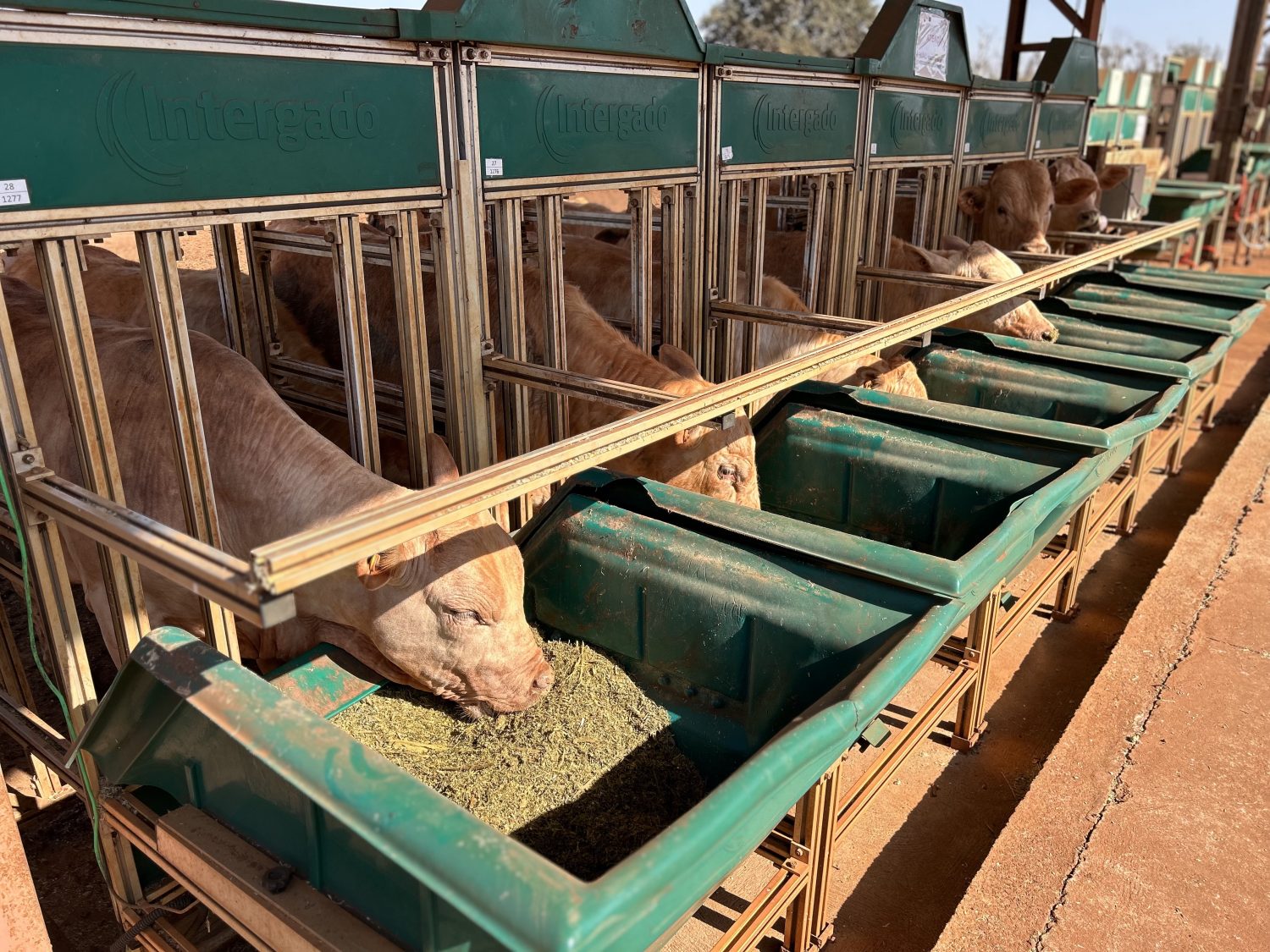raca canchim iz de sertaozinho 2 - intergado ponta