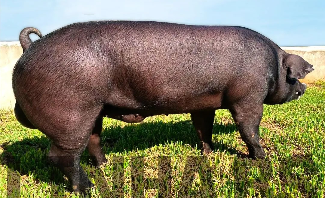 reprodutor da linha BS - biribas genetica suina