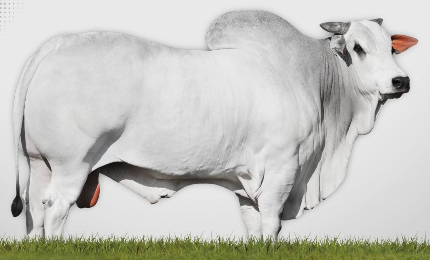 touro nelore ceip - meteoro da farpal