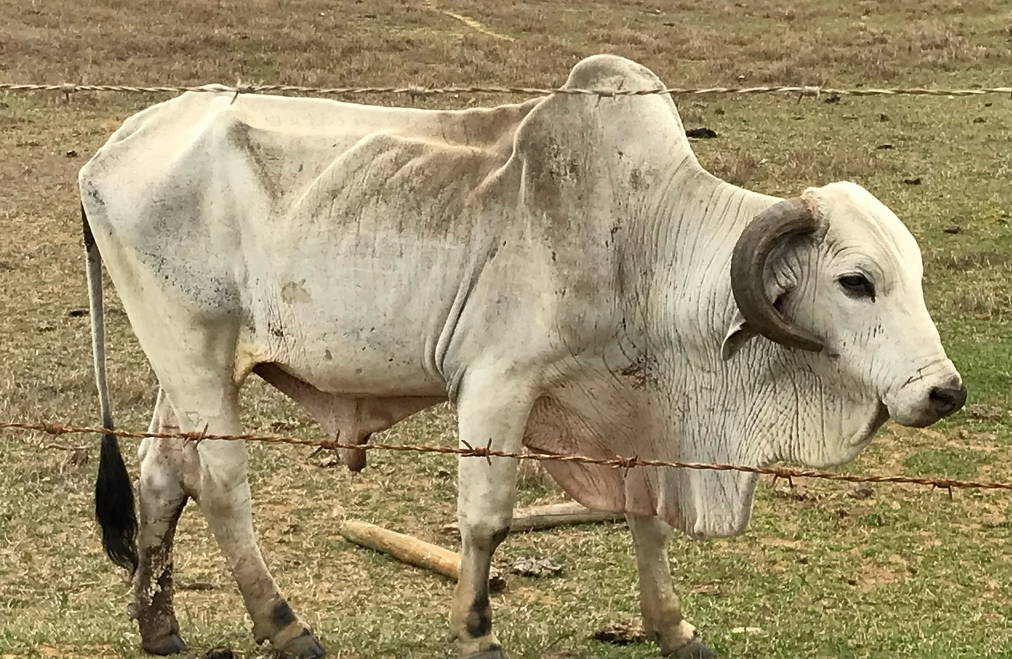 touro nelore magro na seca / Por que vacas perdem peso mesmo quando ainda existe capim no pasto?