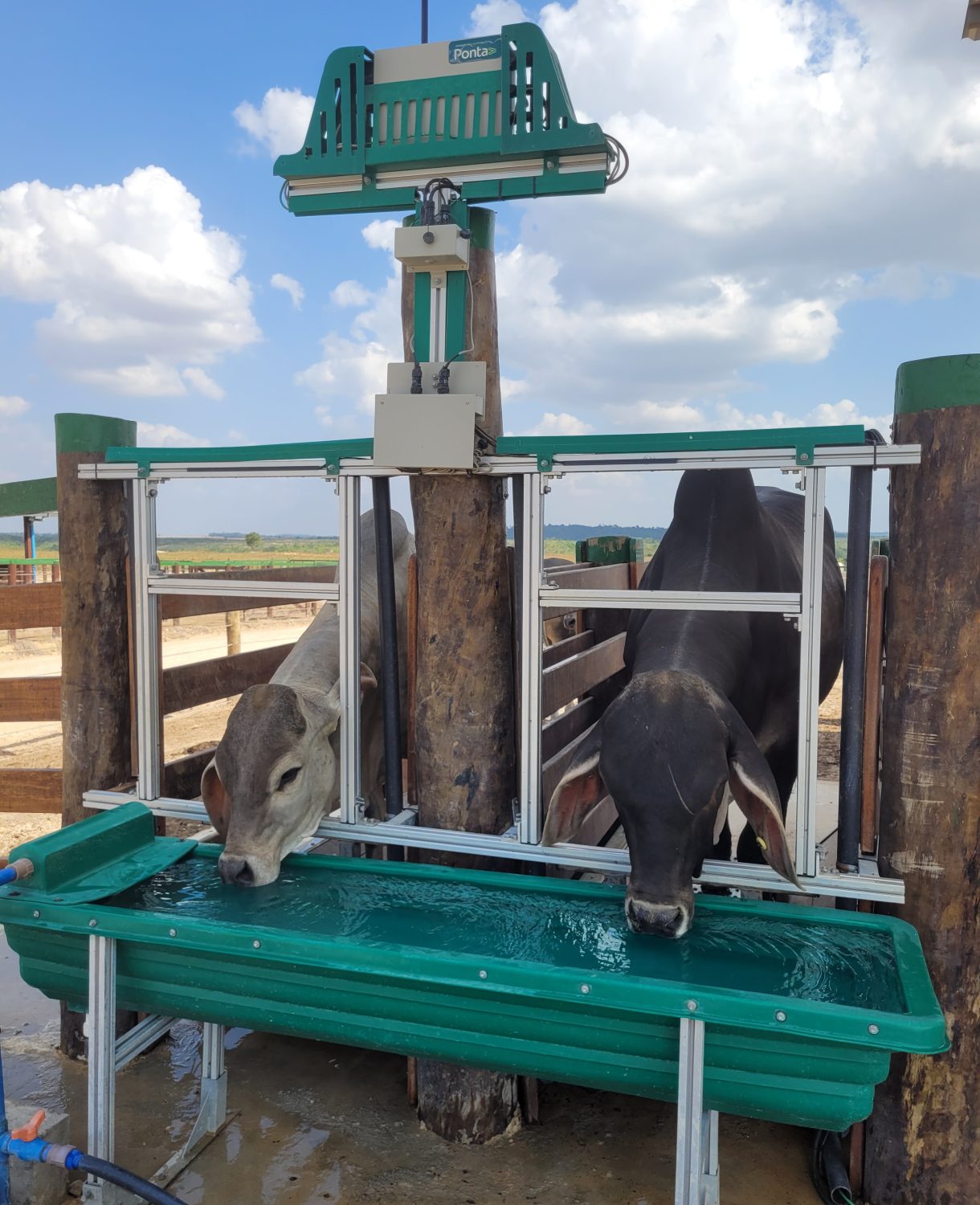 touros da raca guzera no intergado - avaliacao desempenho CINPEC consumo de agua