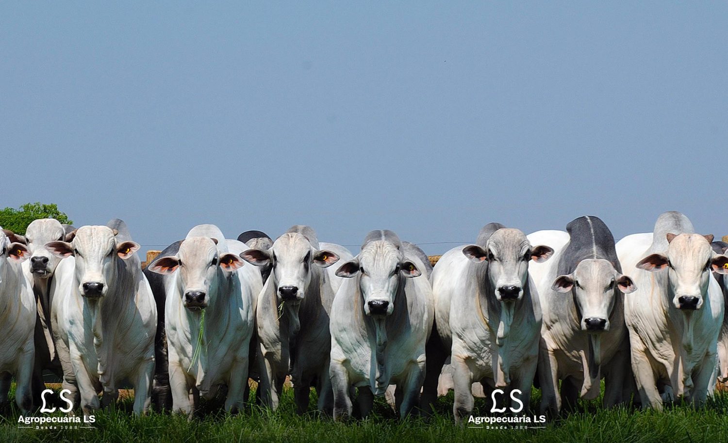 touros nelore po - agropecuaria ls
