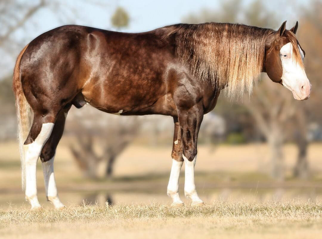 um dos melhores garanhoes quarto de milha do mundo - Hell Sixty Six - INFERNO 66