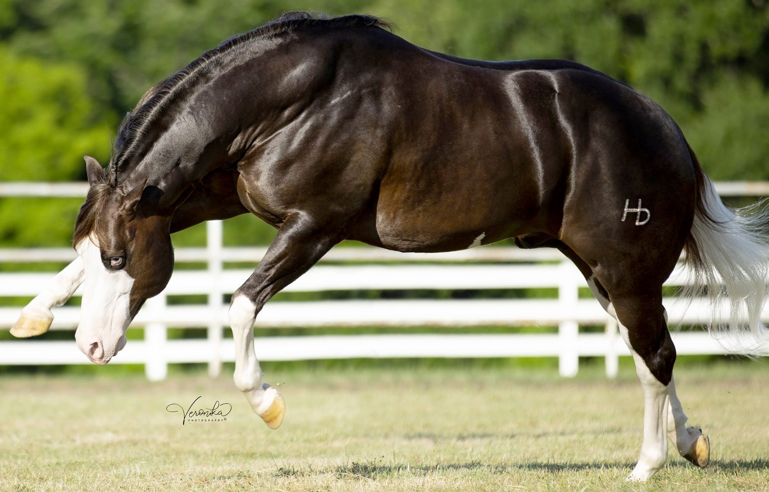 um-dos-melhores-garanhoes-quarto-de-milha-do-mundo-Hell-Sixty-Six-INFERNO-66