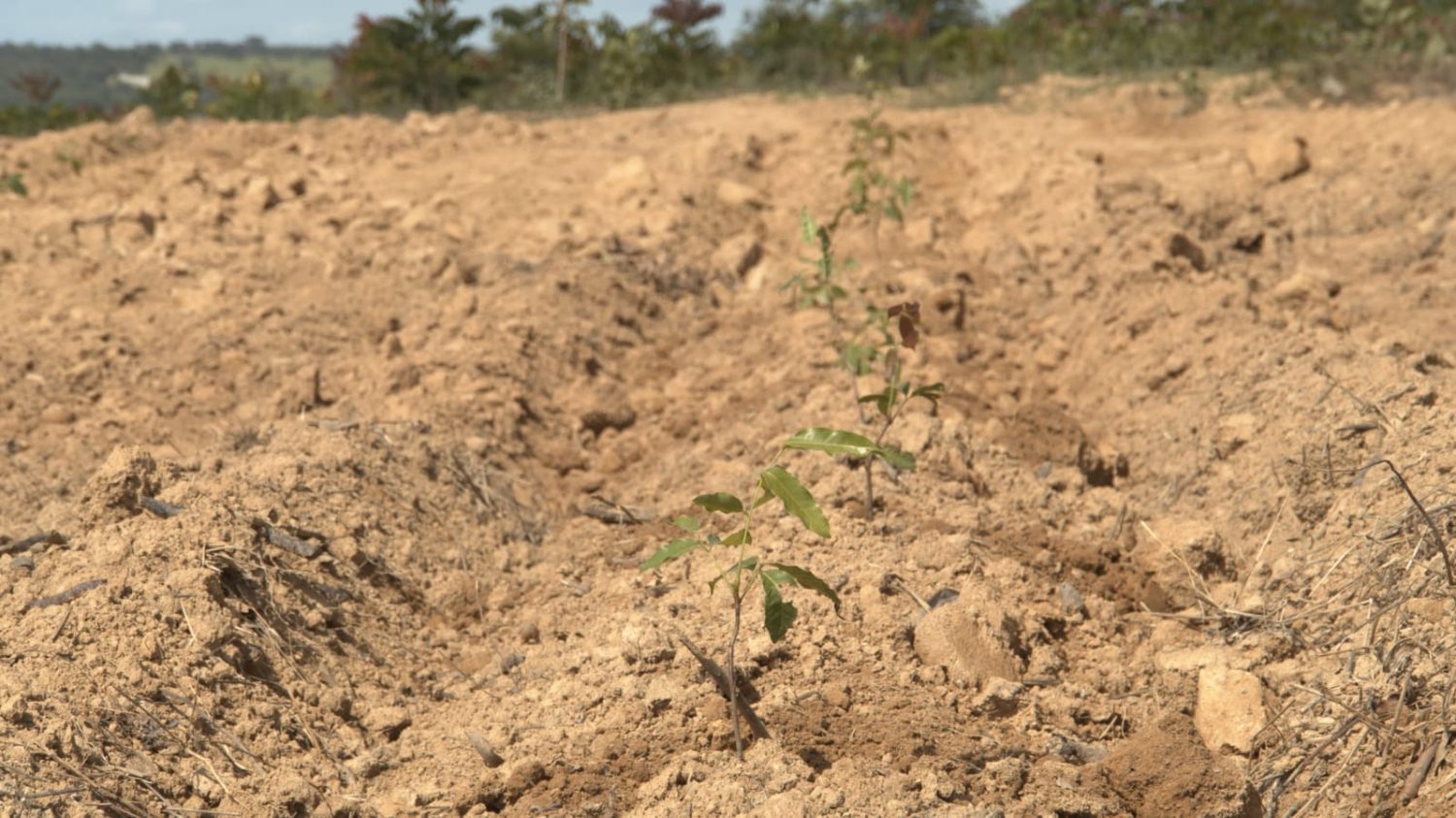 Minas Gerais cresce 370% em área destinada à silvicultura em 38 anos e lidera ranking nacional