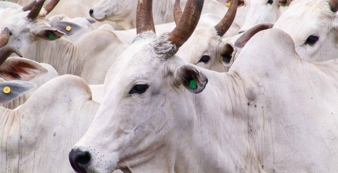 vaca Nelore padrao - vacada nelore - fotao