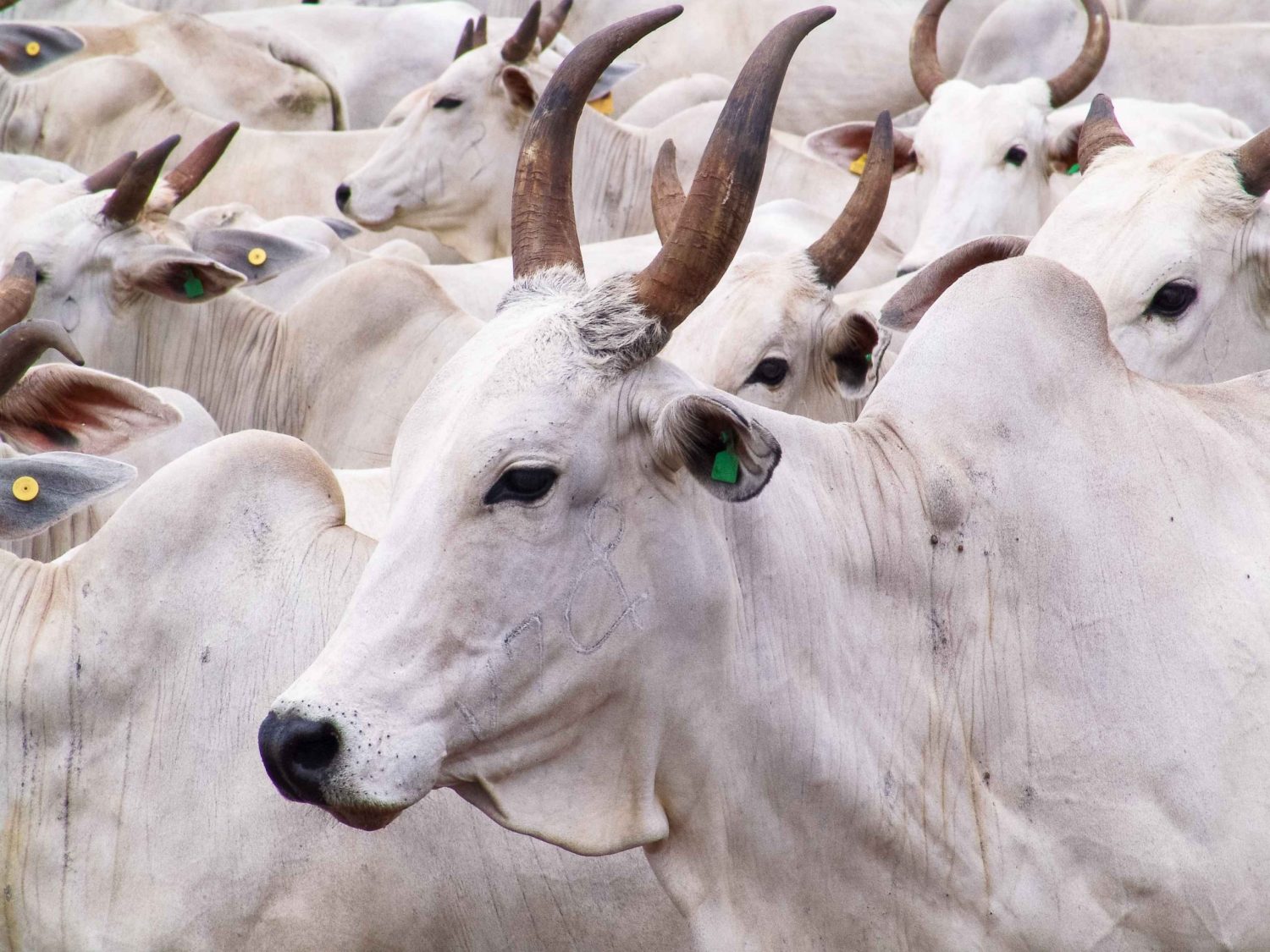 vaca Nelore padrao - vacada nelore - fotao