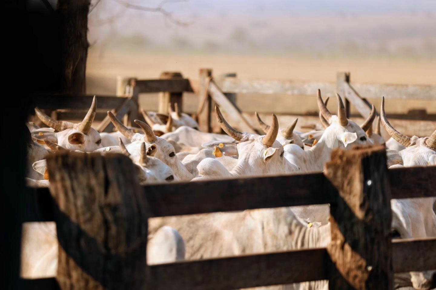 vacada nelore chifres dentro do curral mangueiro -