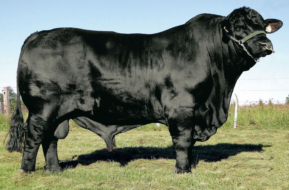 Angus não é a única via: 5 raças que entregam o mesmo resultado no gancho