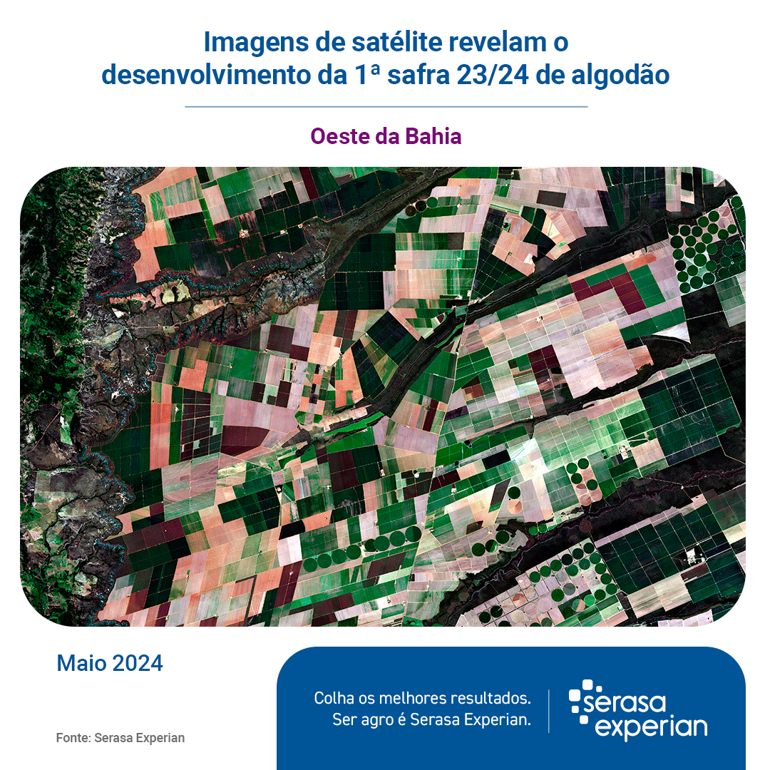 Plantio de algodão 1ª safra cresceu 82,2 mil hectares em 2024
