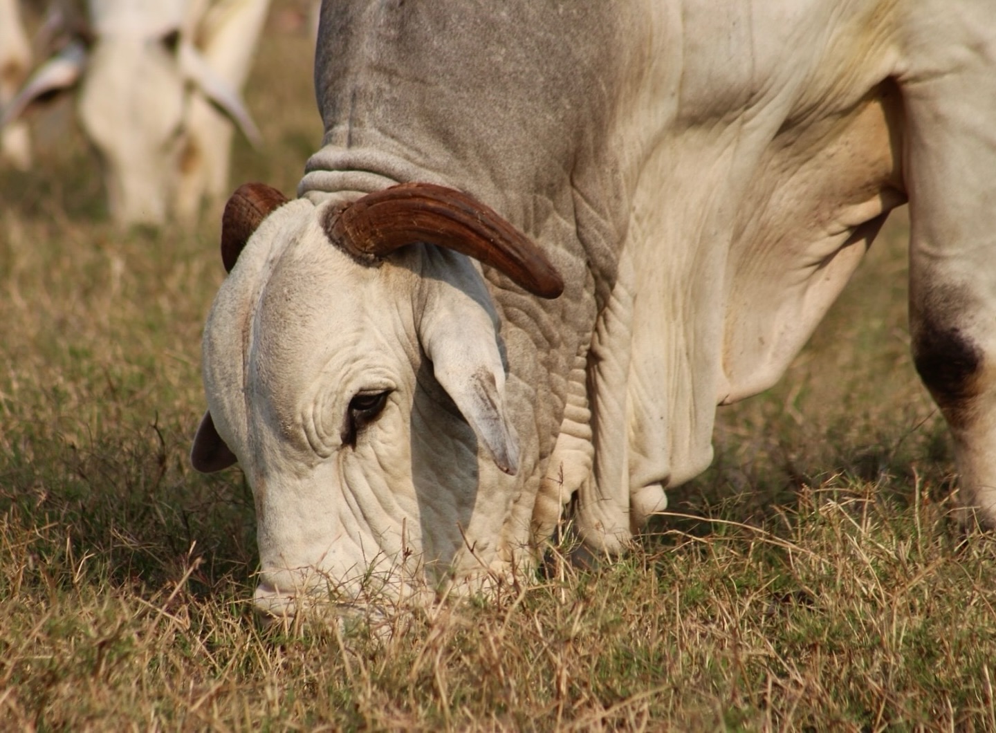 Adir do Carmo Leonel - Grupo Adir - matrizes nelore touro