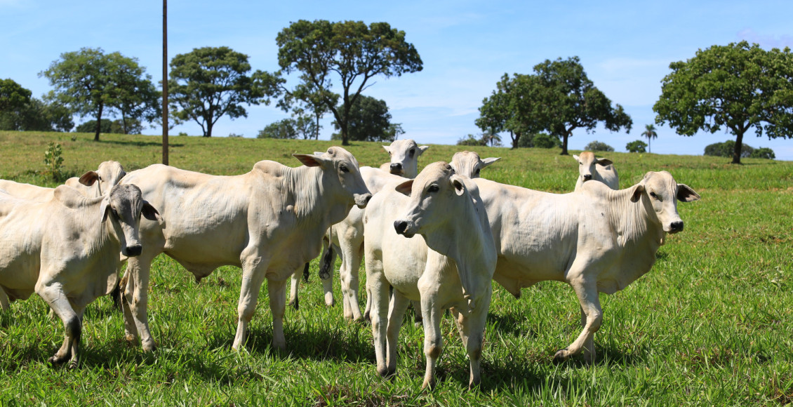 O manejo de condicionamento, com prazo de 30 dias, tem como objetivo restabelecer o ganho de peso dos animais que estão em recria