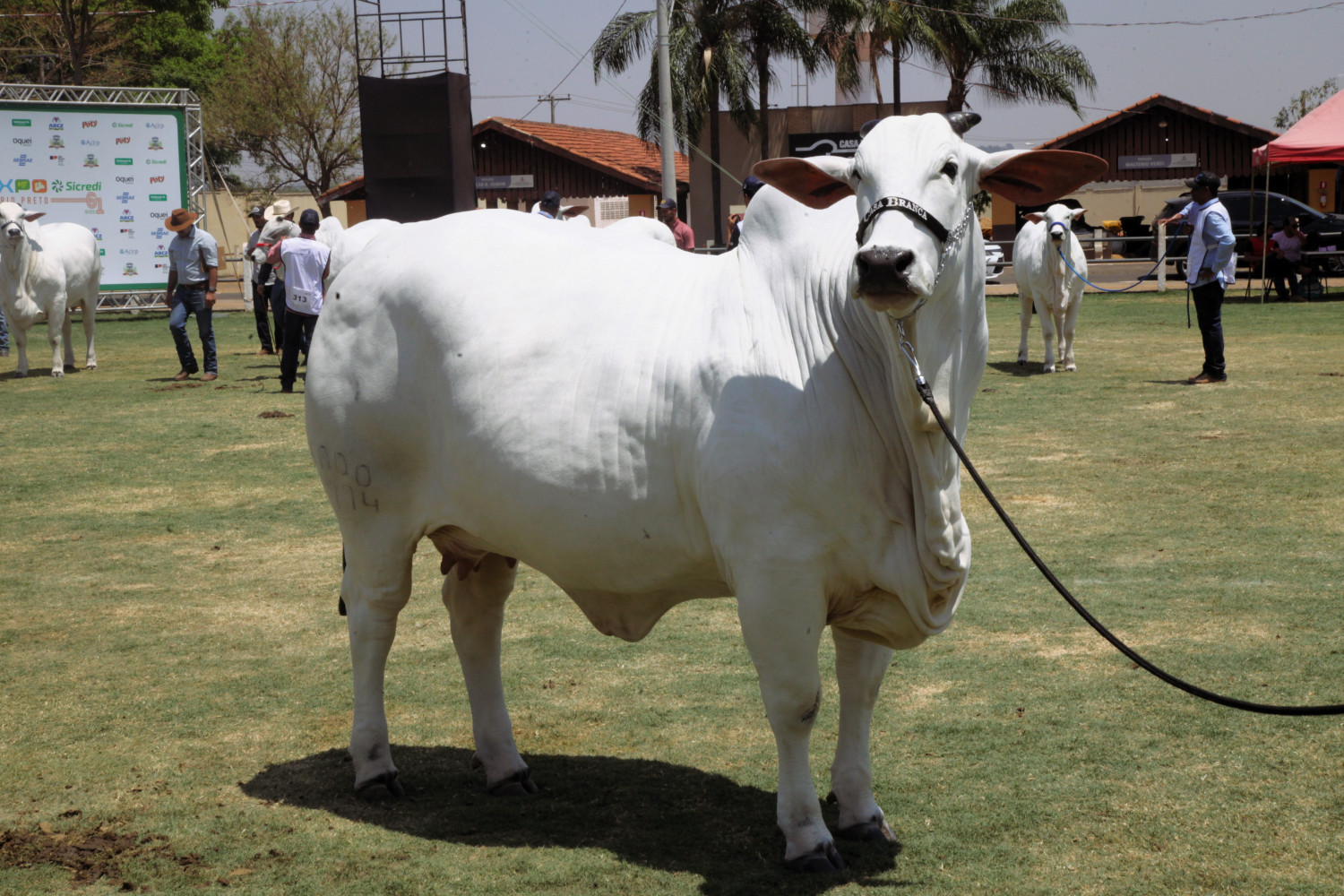 Carina FIV do Kado - Arnaldo Mussi 2