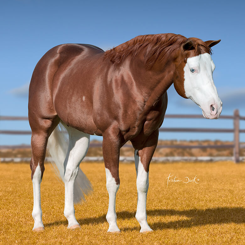 Colonels Smoking Gun faz historia como unico reprodutor de 15 milhoes da NRHA