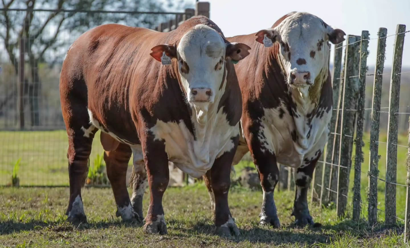 Estação de monta: entenda a importância da seleção dos touros