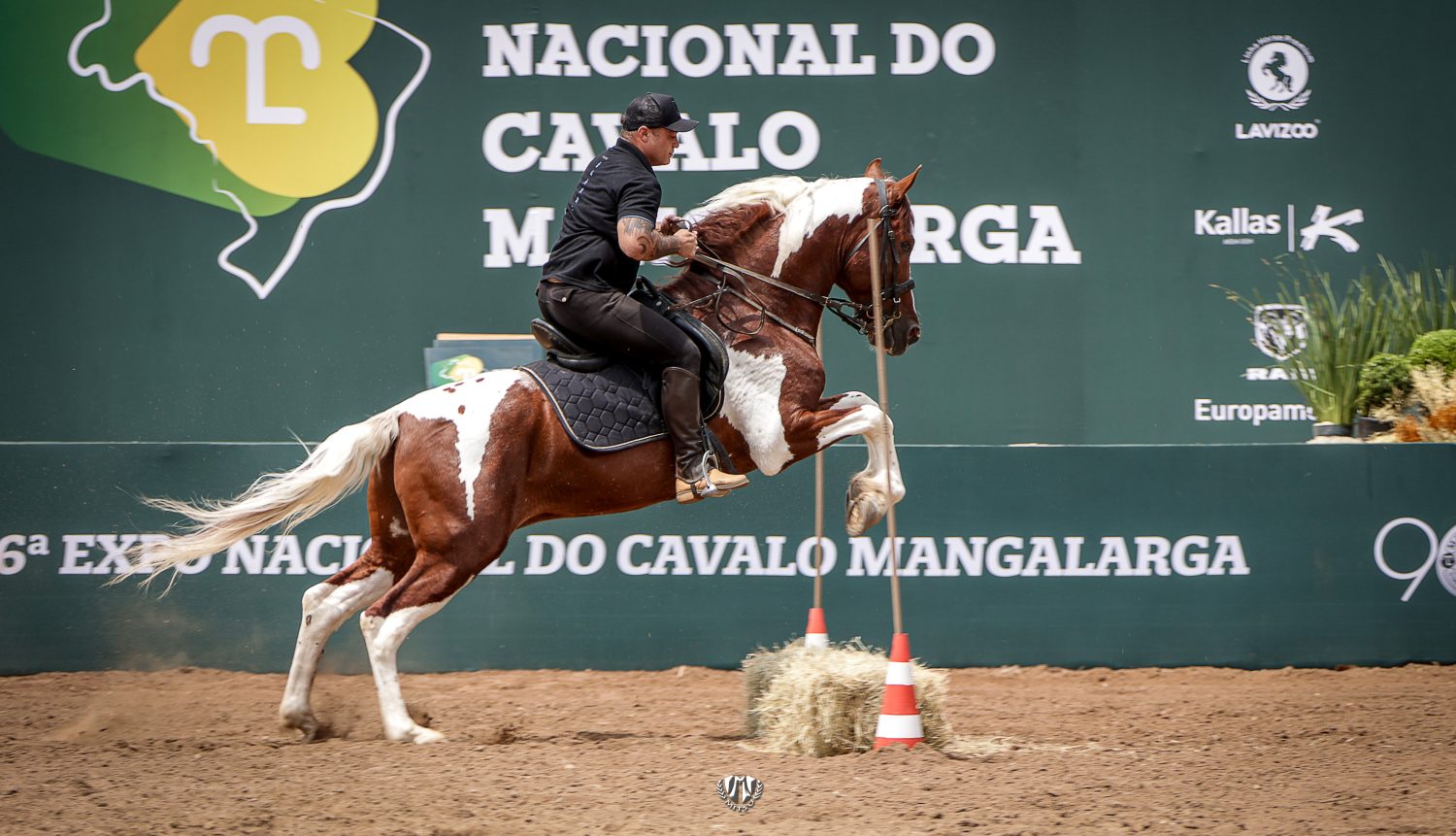 Exposição Nacional do Mangalarga reúne a elite da raça no interior de São Paulo
