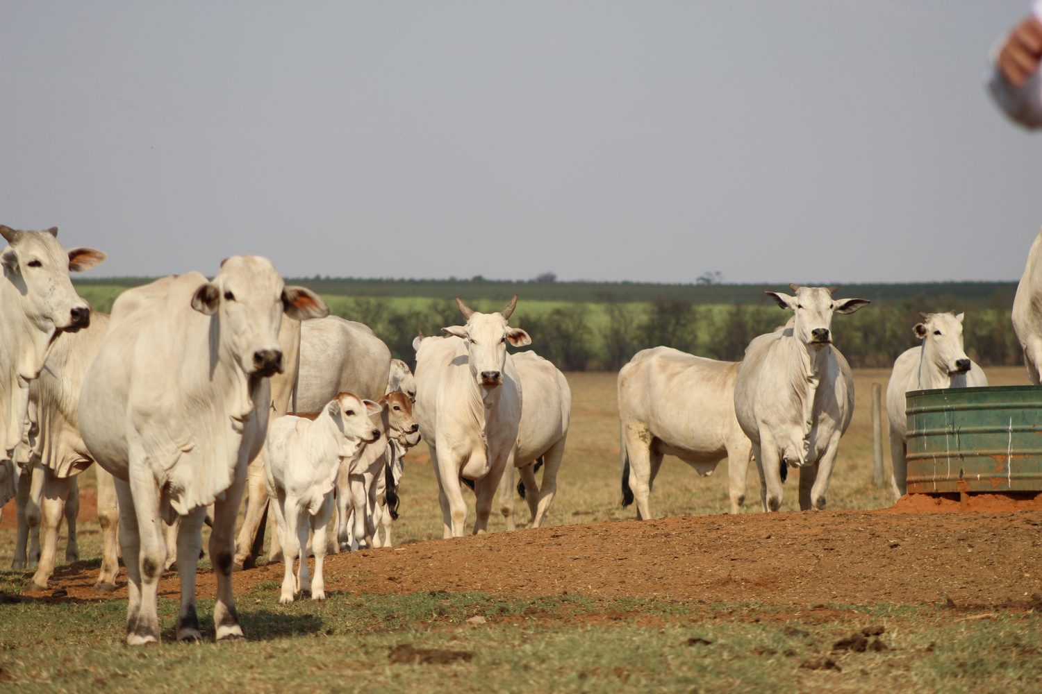 Fábio Fatori para Touro Nelore 30K 