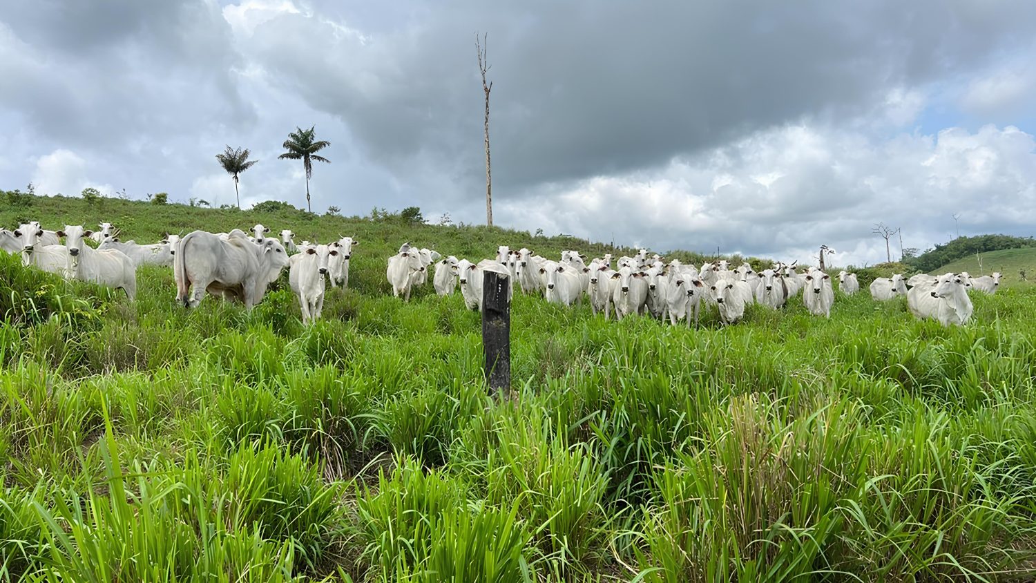 Protocolos produtivos: Defensivo, ofensivo ou adaptativo? Descubra o melhor para você