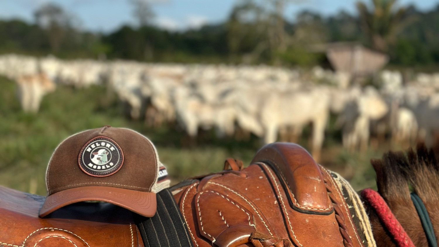 Kalebi Silva - Nelore Modelo - instagram - gado nelore