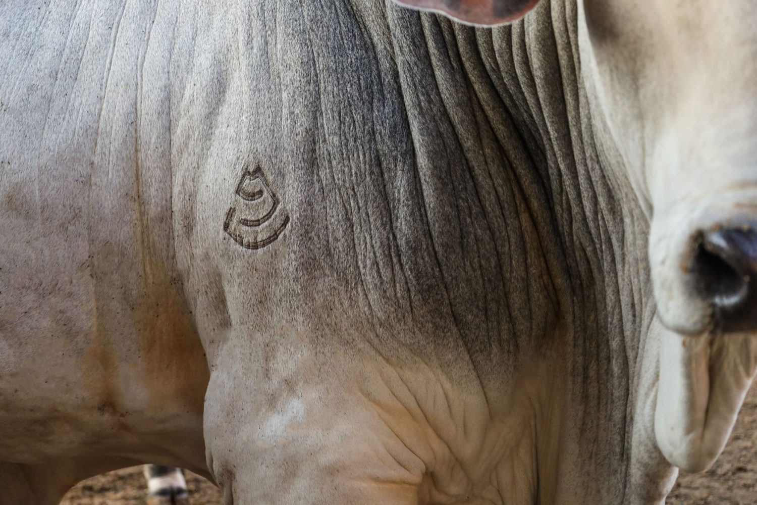 Leilao Confraria da Carcaca Nelore sera realizado no dia 21 de novembro as 20h