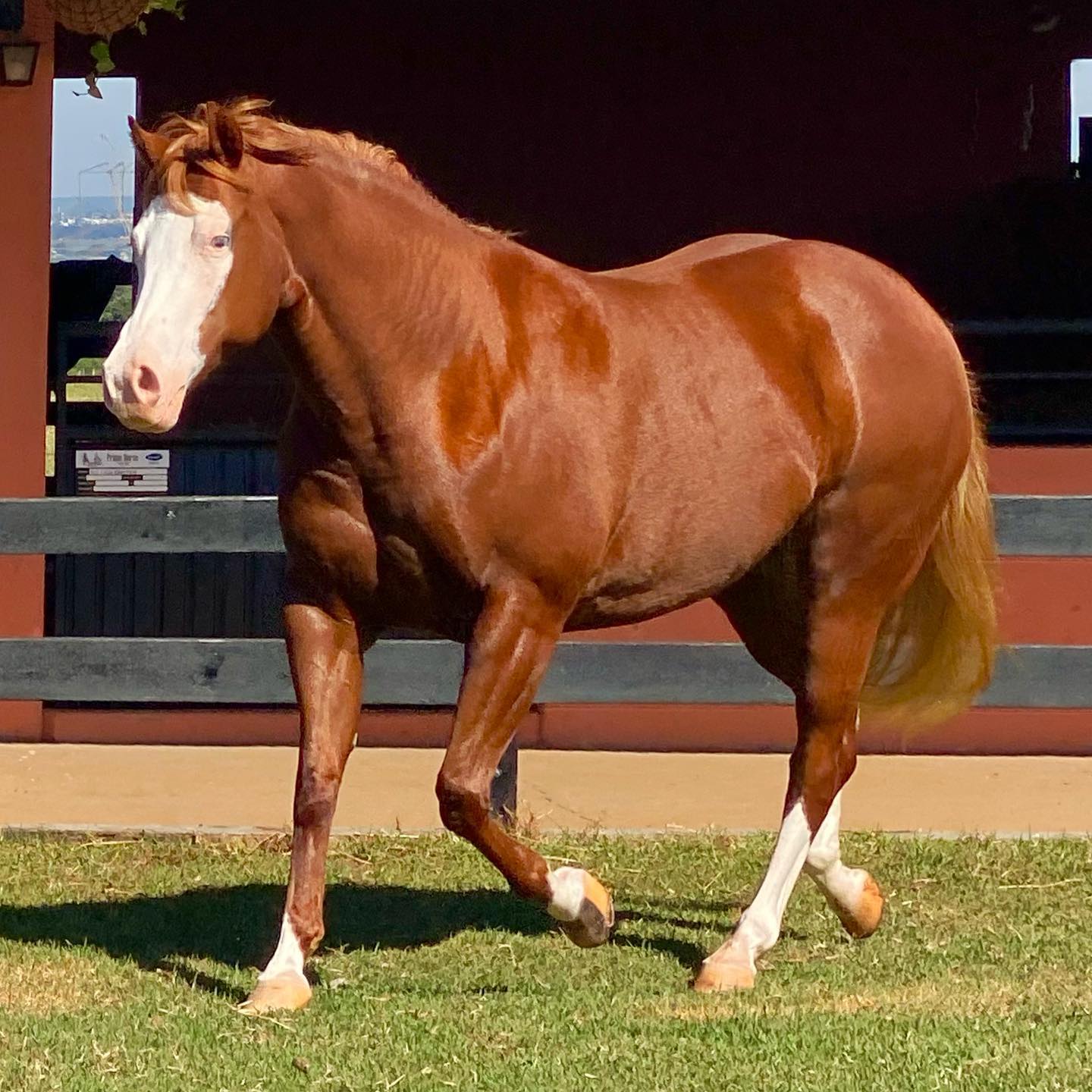 Mahogany Gotta Gun / Foto: Prime Horse